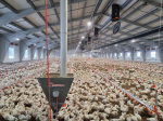 Csirkefarm extrém körülményei – SecuriSmoke ASD Heavy Duty tűzjelző